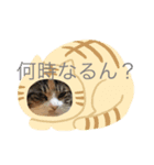 三毛猫とミニチュアシュナウザー（個別スタンプ：7）