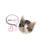 H家のにゃんこさん（個別スタンプ：1）