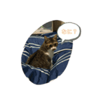 僕の猫ちゃん達シリーズ（個別スタンプ：7）