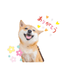 豆柴にこちゃん3☆犬友・お友達用（個別スタンプ：1）