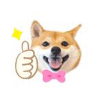 豆柴にこちゃん3☆犬友・お友達用（個別スタンプ：2）