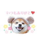 豆柴にこちゃん3☆犬友・お友達用（個別スタンプ：3）