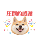 豆柴にこちゃん3☆犬友・お友達用（個別スタンプ：4）