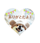 豆柴にこちゃん3☆犬友・お友達用（個別スタンプ：5）