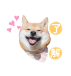 豆柴にこちゃん3☆犬友・お友達用（個別スタンプ：6）