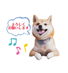 豆柴にこちゃん3☆犬友・お友達用（個別スタンプ：7）