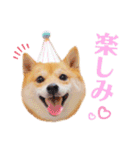 豆柴にこちゃん3☆犬友・お友達用（個別スタンプ：9）