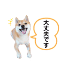 豆柴にこちゃん3☆犬友・お友達用（個別スタンプ：10）