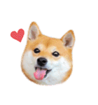 豆柴にこちゃん3☆犬友・お友達用（個別スタンプ：11）