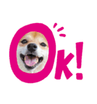 豆柴にこちゃん3☆犬友・お友達用（個別スタンプ：12）