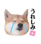 豆柴にこちゃん3☆犬友・お友達用（個別スタンプ：14）