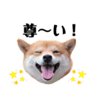 豆柴にこちゃん3☆犬友・お友達用（個別スタンプ：15）