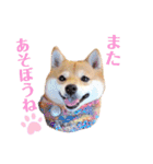豆柴にこちゃん3☆犬友・お友達用（個別スタンプ：18）