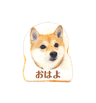 豆柴にこちゃん3☆犬友・お友達用（個別スタンプ：19）