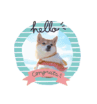 豆柴にこちゃん3☆犬友・お友達用（個別スタンプ：20）