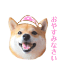 豆柴にこちゃん3☆犬友・お友達用（個別スタンプ：21）