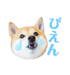 豆柴にこちゃん3☆犬友・お友達用（個別スタンプ：22）
