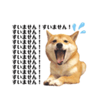 豆柴にこちゃん3☆犬友・お友達用（個別スタンプ：23）