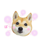 豆柴にこちゃん3☆犬友・お友達用（個別スタンプ：24）