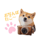 豆柴にこちゃん3☆犬友・お友達用（個別スタンプ：25）