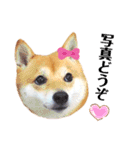 豆柴にこちゃん3☆犬友・お友達用（個別スタンプ：27）