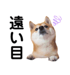豆柴にこちゃん3☆犬友・お友達用（個別スタンプ：30）