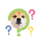 豆柴にこちゃん3☆犬友・お友達用（個別スタンプ：31）
