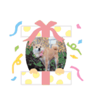 豆柴にこちゃん3☆犬友・お友達用（個別スタンプ：32）
