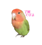 のんびりインコ ゆずちゃん（個別スタンプ：7）