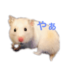 ハムスターのイブとモカ（個別スタンプ：1）