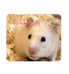 ハムスターのイブとモカ（個別スタンプ：2）