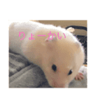 ハムスターのイブとモカ（個別スタンプ：3）