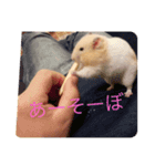 ハムスターのイブとモカ（個別スタンプ：5）
