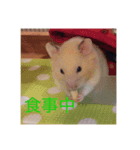 ハムスターのイブとモカ（個別スタンプ：6）