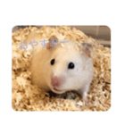 ハムスターのイブとモカ（個別スタンプ：8）