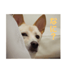 りく君うみ君（個別スタンプ：6）