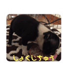 デイジー2（個別スタンプ：24）