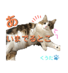 みうとくうた のほほんスタンプ（個別スタンプ：11）