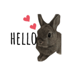 うさぎのぶーちゃんです♡（個別スタンプ：2）