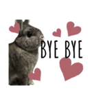うさぎのぶーちゃんです♡（個別スタンプ：13）