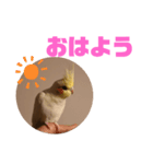 オカメインコモデルのるっちゃん（個別スタンプ：1）