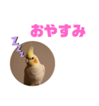 オカメインコモデルのるっちゃん（個別スタンプ：2）