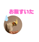 オカメインコモデルのるっちゃん（個別スタンプ：3）