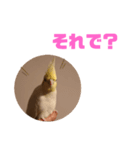 オカメインコモデルのるっちゃん（個別スタンプ：5）