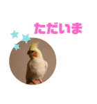 オカメインコモデルのるっちゃん（個別スタンプ：7）