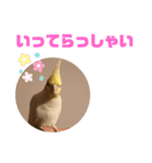 オカメインコモデルのるっちゃん（個別スタンプ：9）