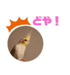オカメインコモデルのるっちゃん（個別スタンプ：11）