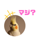オカメインコモデルのるっちゃん（個別スタンプ：12）