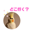 オカメインコモデルのるっちゃん（個別スタンプ：13）