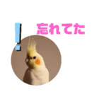 オカメインコモデルのるっちゃん（個別スタンプ：14）